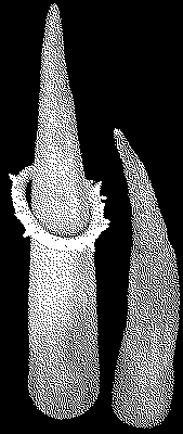 Stele